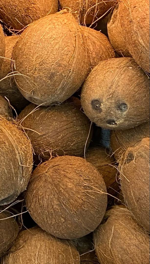 Coconut