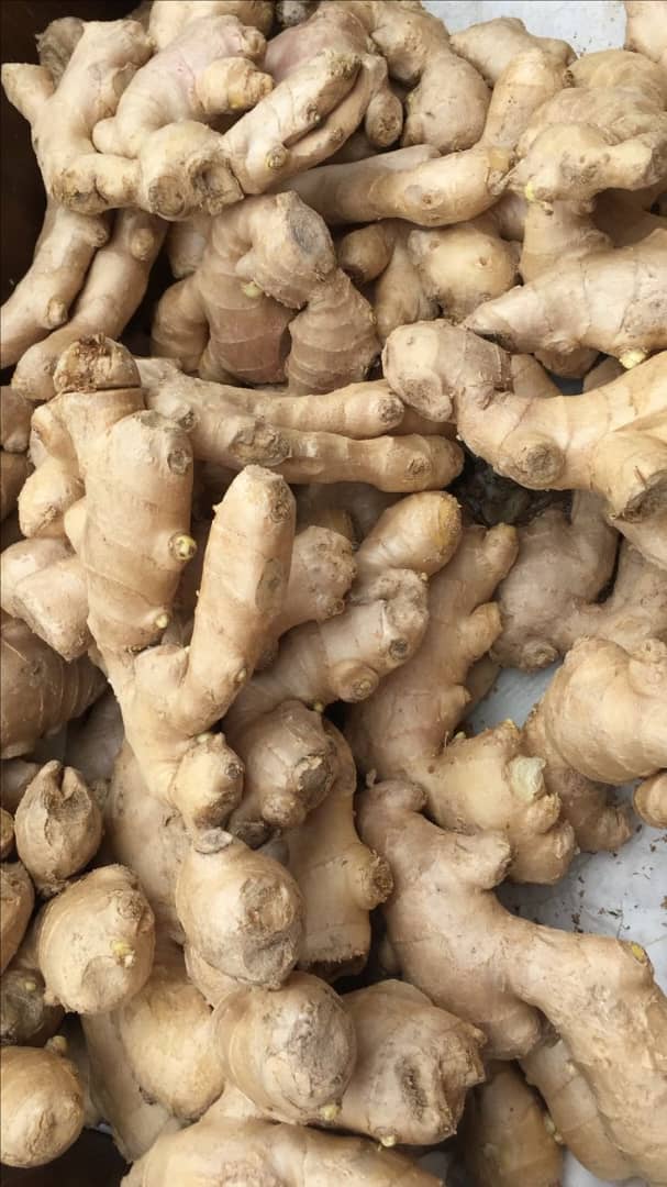 Ginger