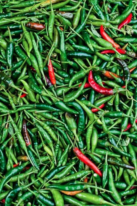 Pepper