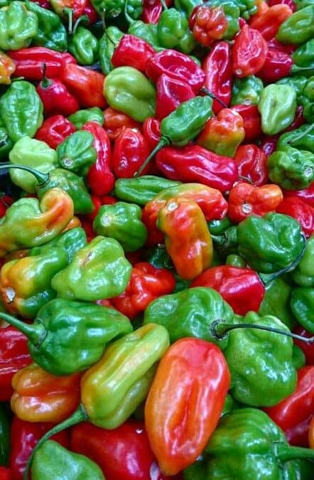 pepper
