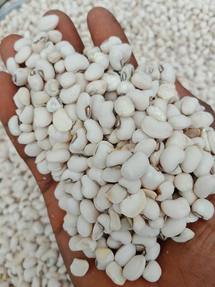 whitebeans